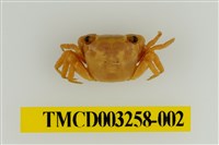 藏品(肥胖後相手蟹)的圖片